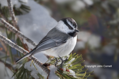Mountain-Chickadee;One;Poecile-gambeli;avifauna;bird;birds;color-image;color-pho